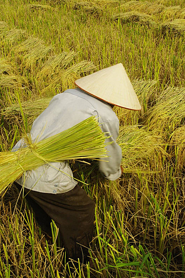 Harvesting