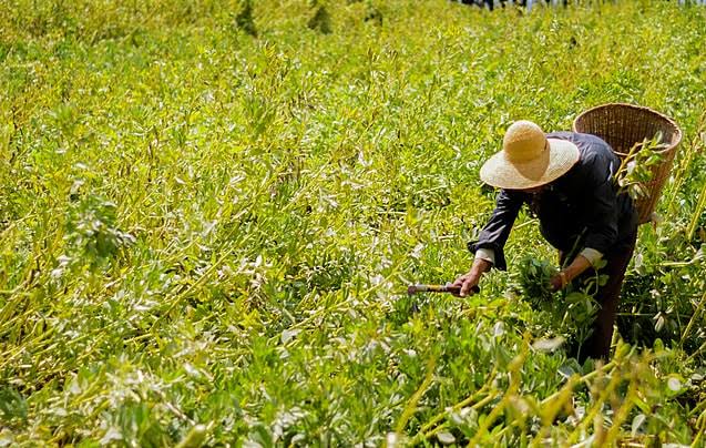 Harvesting